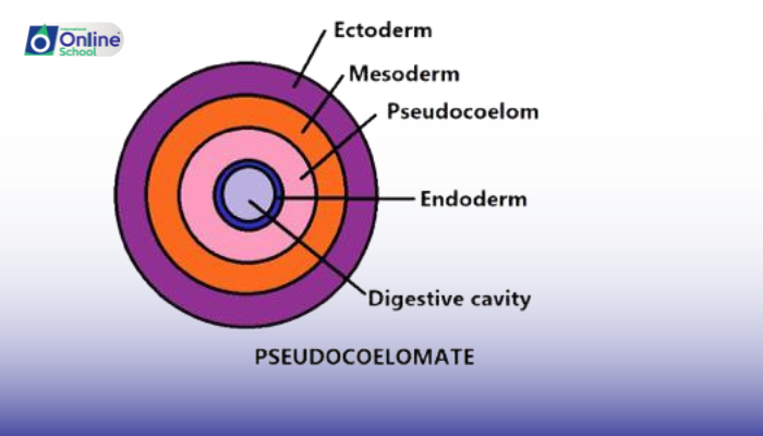 Lesson 05: Pseudocoelomates, Acoelomates, and Coelomates